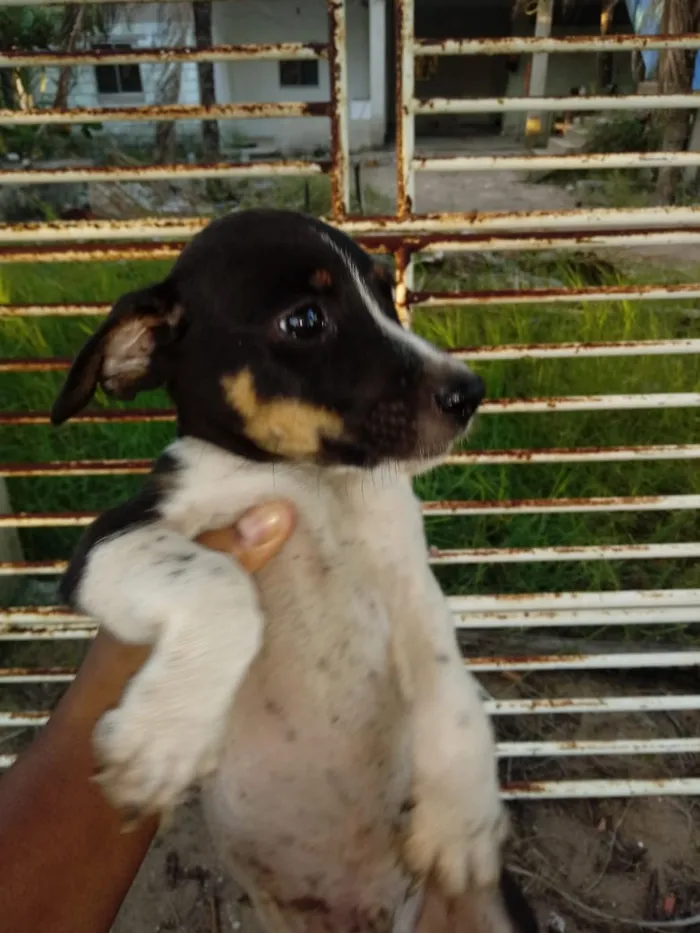 Cachorro raça Bacer puro  idade 2 a 6 meses nome Big