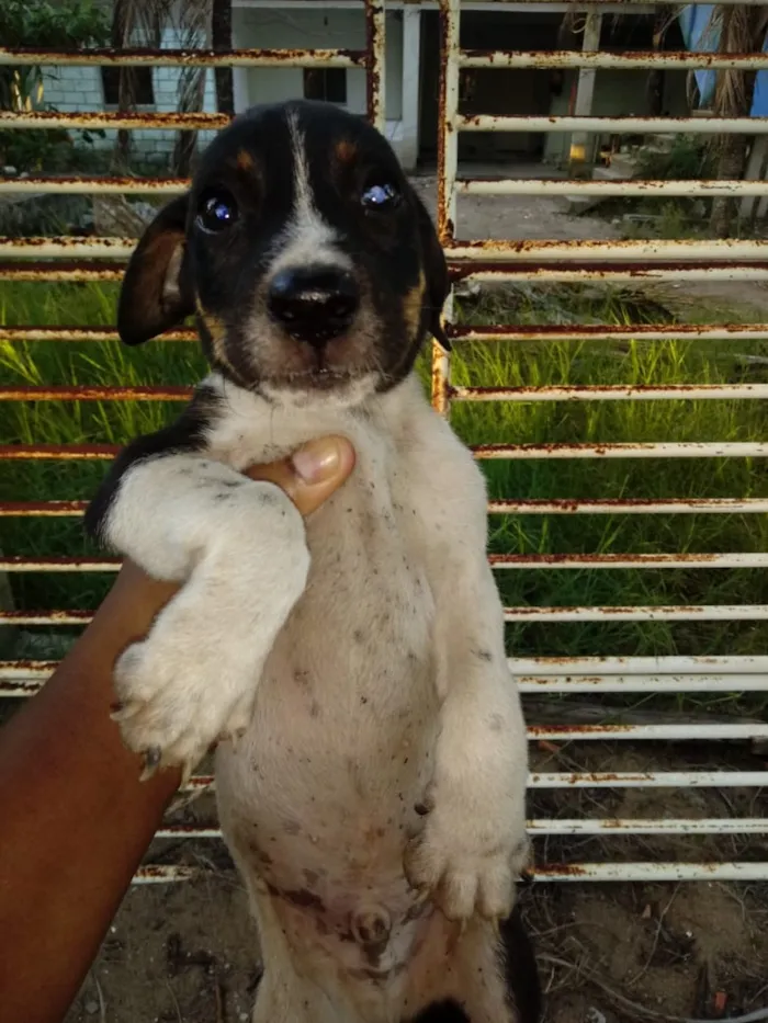 Cachorro raça Bacer puro  idade 2 a 6 meses nome Big