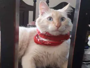 Gato raça SRD idade 7 a 11 meses nome Hórus 