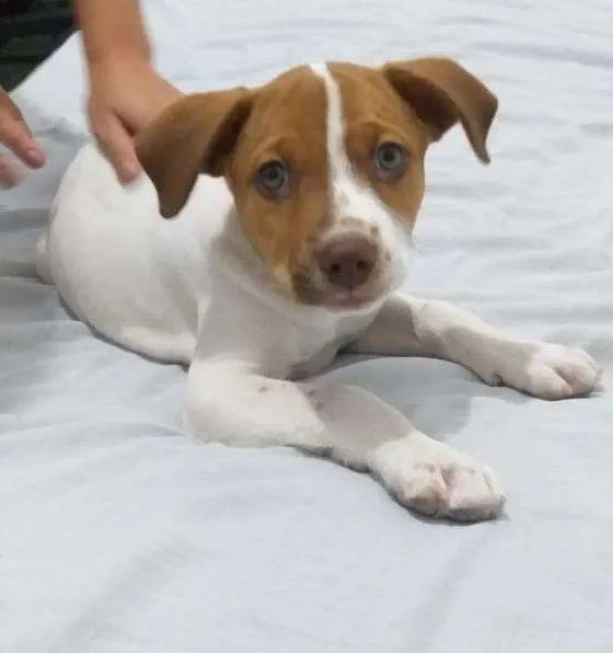 Cachorro ra a Vira lata idade 2 a 6 meses nome Biscoito e Costela 
