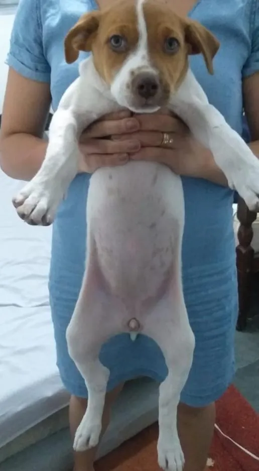 Cachorro ra a Vira lata idade 2 a 6 meses nome Biscoito e Costela 