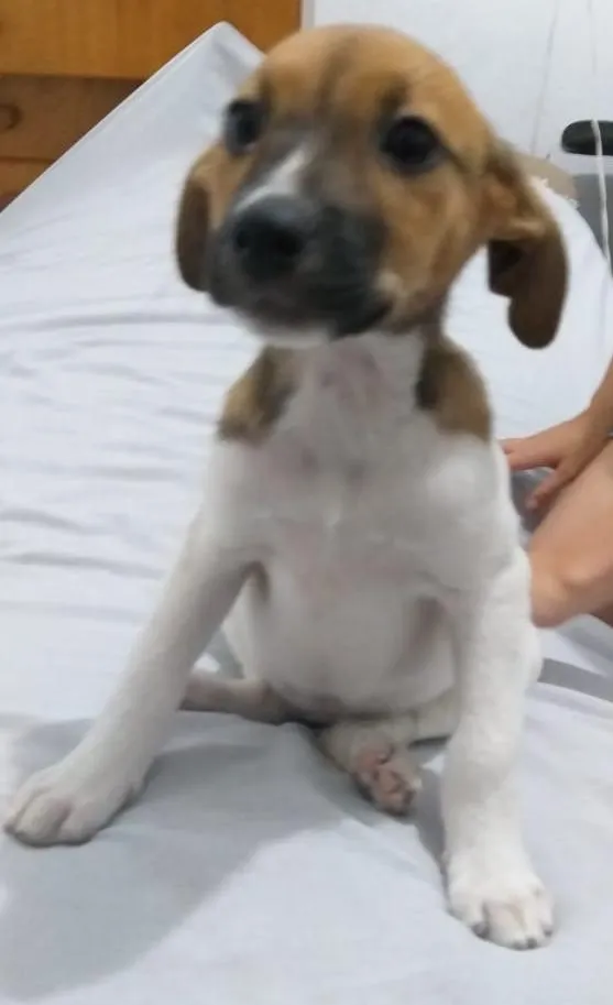 Cachorro ra a Vira lata idade 2 a 6 meses nome Biscoito e Costela 