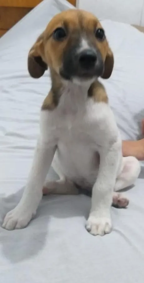 Cachorro ra a Vira lata idade 2 a 6 meses nome Biscoito e Costela 