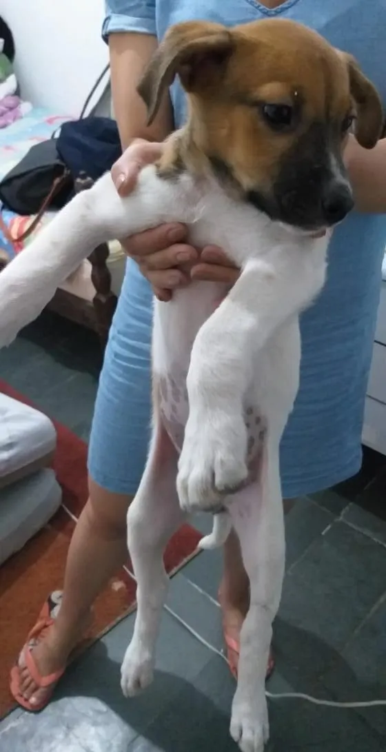 Cachorro ra a Vira lata idade 2 a 6 meses nome Biscoito e Costela 