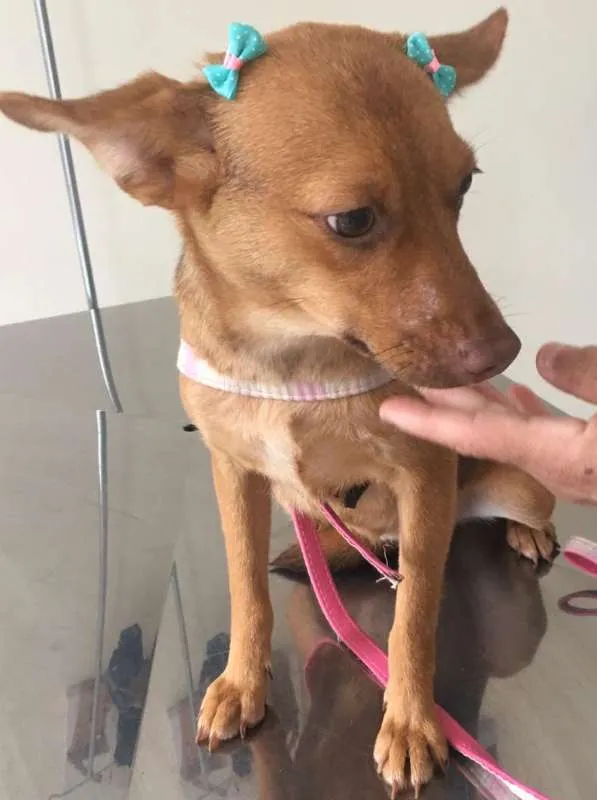 Cachorro ra a SRD idade 7 a 11 meses nome MILA