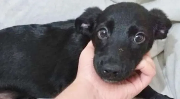 Cachorro ra a SRD idade 2 a 6 meses nome LULUZINHO
