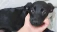 LULUZINHO