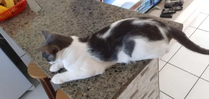 Gato raça Sr idade 7 a 11 meses nome Samuka