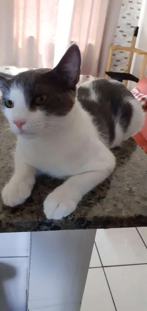 Gato raça Sr idade 7 a 11 meses nome Samuka