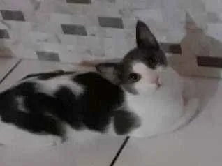 Gato raça Sr idade 7 a 11 meses nome Samuka