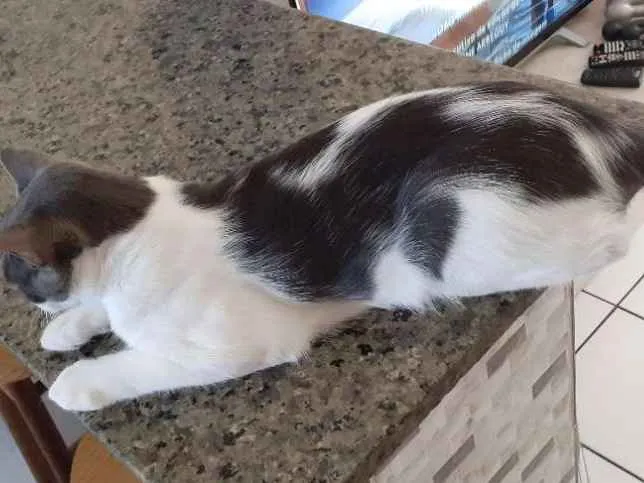 Gato raça Sr idade 7 a 11 meses nome Samuka