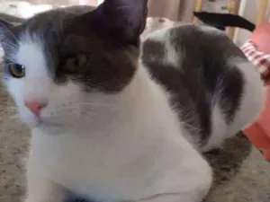 Gato raça Sr idade 7 a 11 meses nome Samuka