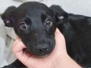 Cachorro raça SRD idade 2 a 6 meses nome LULUZINHO