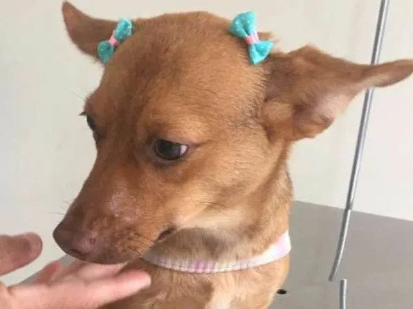 Cachorro ra a SRD idade 7 a 11 meses nome MILA