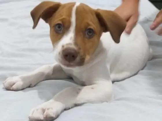 Cachorro ra a Vira lata idade 2 a 6 meses nome Biscoito e Costela 