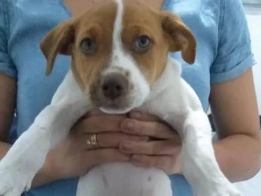 Cachorro ra a Vira lata idade 2 a 6 meses nome Biscoito e Costela 