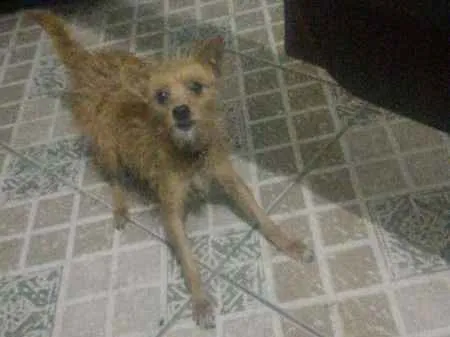 Cachorro ra a Vira lata idade 6 ou mais anos nome Dolly GRATIFICA