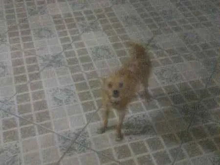 Cachorro ra a Vira lata idade 6 ou mais anos nome Dolly GRATIFICA