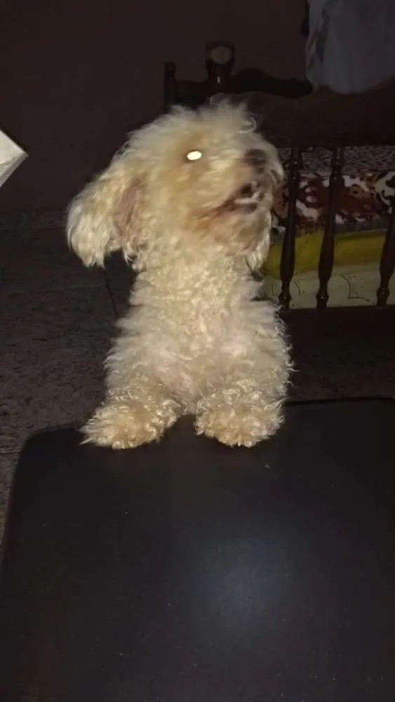 Cachorro ra a poodle idade 3 anos nome Jhully