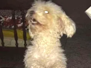 Cachorro raça poodle idade 3 anos nome Jhully
