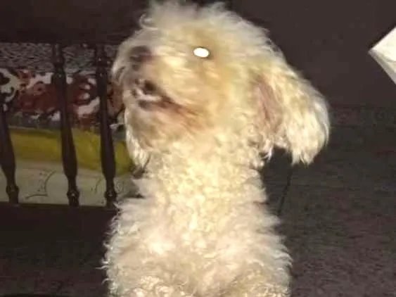 Cachorro ra a poodle idade 3 anos nome Jhully