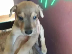 Cachorro raça Pastor com labrador idade 2 a 6 meses nome Zezinho,Oliver,Thor,