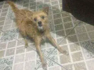 Cachorro raça Vira lata idade 6 ou mais anos nome Dolly GRATIFICA