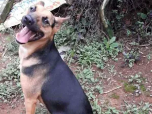 Cachorro raça Srd idade 2 anos nome Morgana
