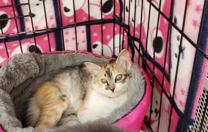 Gato ra a Srd idade Abaixo de 2 meses nome Melissa