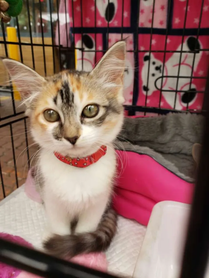 Gato ra a Srd idade Abaixo de 2 meses nome Melissa