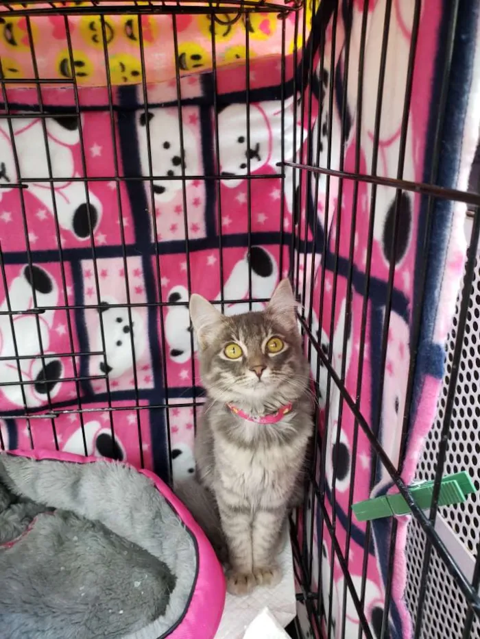Gato ra a SRD idade 2 a 6 meses nome Nikita