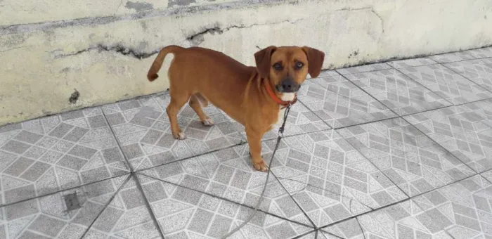 Cachorro ra a Srd idade 3 anos nome Paçoca