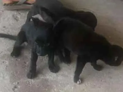 Cachorro raça vira lata  idade 2 a 6 meses nome branca de neve 