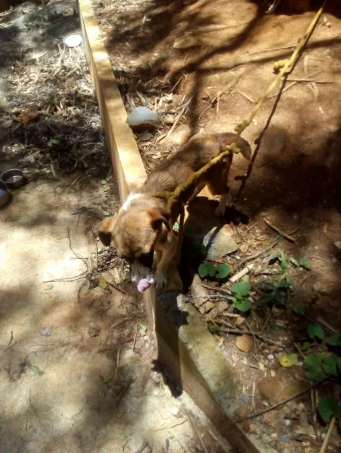Cachorro ra a Desconhecidas idade 1 ano nome Angel e Loki