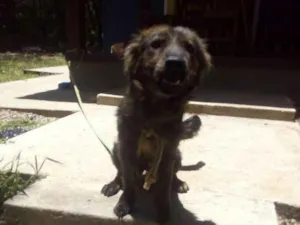 Cachorro raça Desconhecidas idade 1 ano nome Angel e Loki