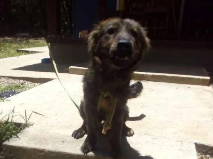 Cachorro ra a Desconhecidas idade 1 ano nome Angel e Loki