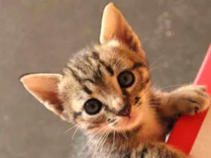 Gato raça SRD idade Abaixo de 2 meses nome sem nome