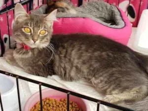 Gato raça SRD idade 2 a 6 meses nome Nikita