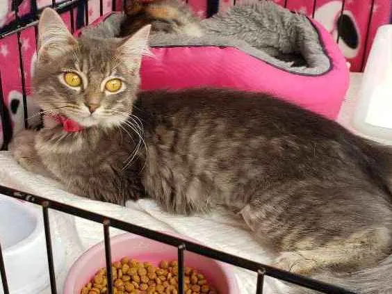Gato ra a SRD idade 2 a 6 meses nome Nikita