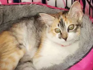 Gato raça Srd idade Abaixo de 2 meses nome Melissa