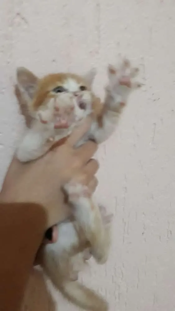 Gato ra a Sem raça  idade Abaixo de 2 meses nome Sem nome