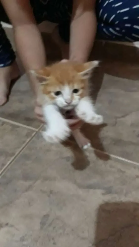 Gato ra a Sem raça  idade Abaixo de 2 meses nome Sem nome