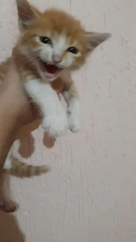 Gato ra a Sem raça  idade Abaixo de 2 meses nome Sem nome