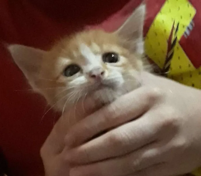 Gato ra a Sem raça  idade Abaixo de 2 meses nome Sem nome