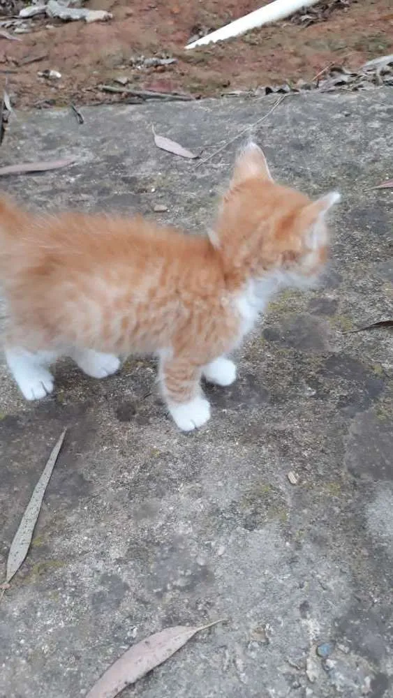 Gato ra a Sem raça  idade Abaixo de 2 meses nome Sem nome