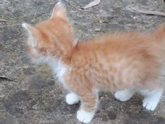 Gato ra a Sem raça  idade Abaixo de 2 meses nome Sem nome