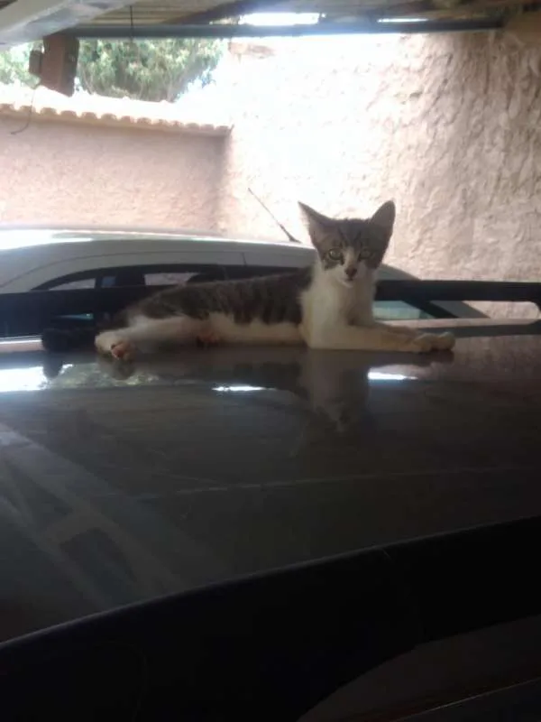 Gato raça Não sei idade Abaixo de 2 meses nome Sem nome