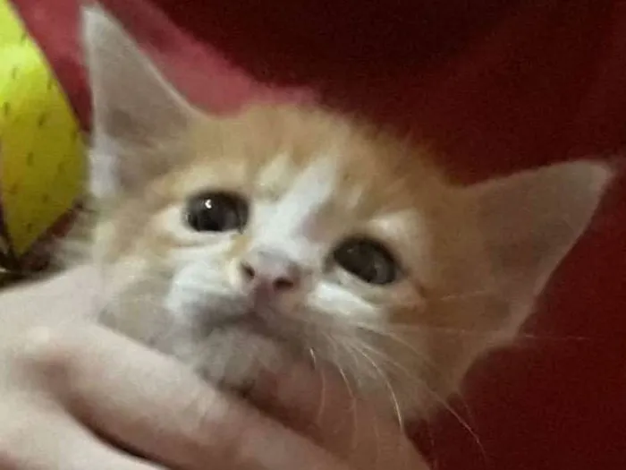 Gato ra a Sem raça  idade Abaixo de 2 meses nome Sem nome