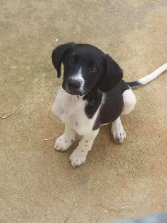Cachorro raça Vira lata idade 2 a 6 meses nome Coquinhi