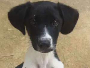Cachorro raça Vira lata idade 2 a 6 meses nome Coquinhi